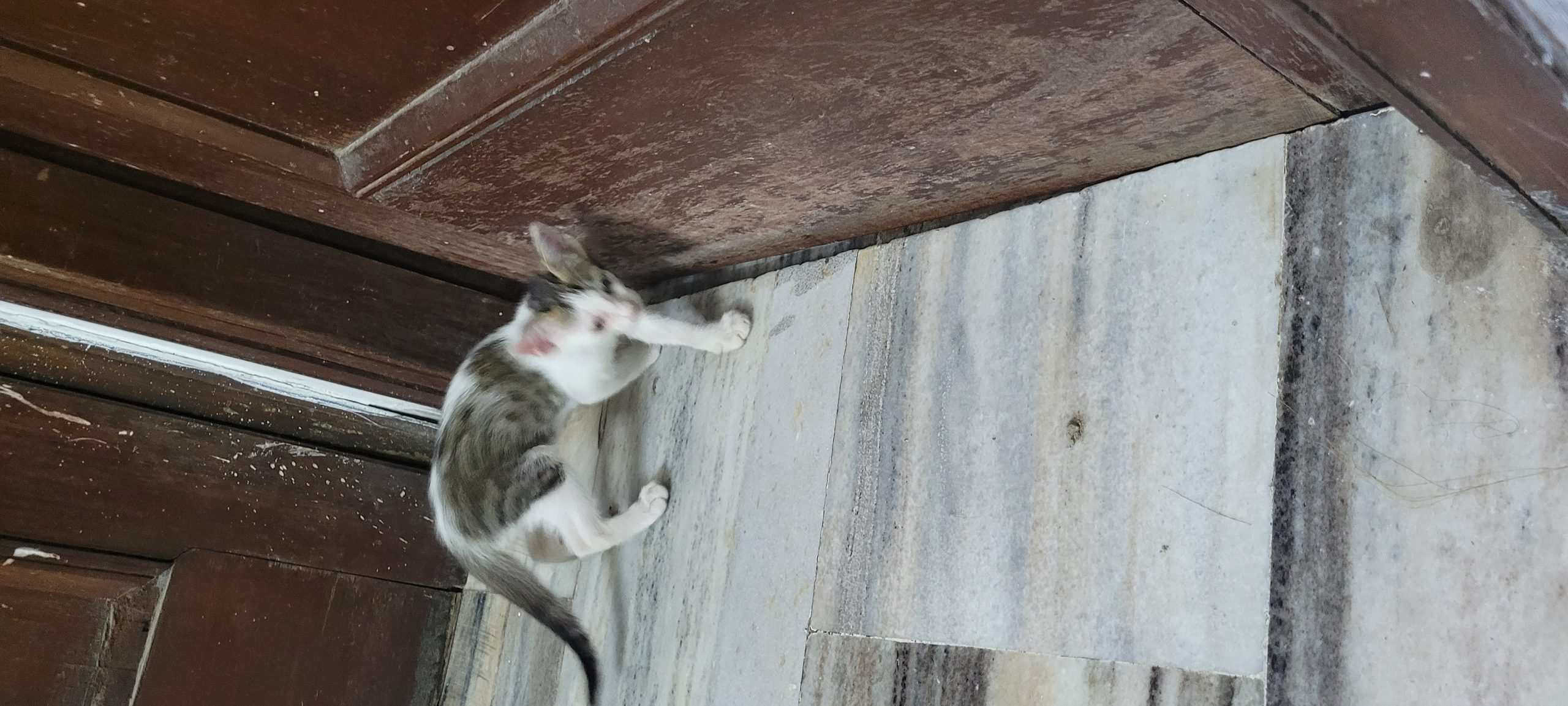 Kitten for adoption  Amritsar