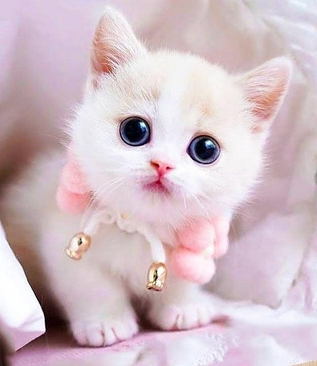 Kittens for sale
