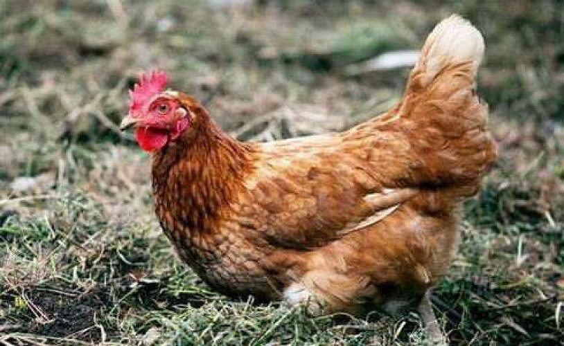 Kozhi Valam (Poultry manure) for sale