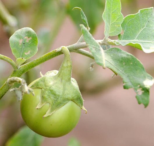 Kulasai Brinjal Seeds - குலசை கத்தரி விதைகள்
