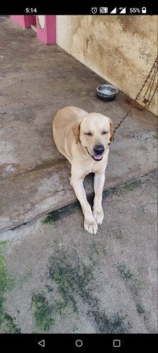 LAB DOG FOR SALE (KUMARAPURAM,TRIVANDRUM)