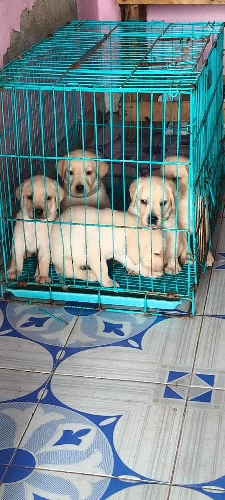 Lab