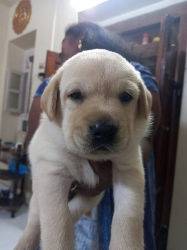 Lab Dogs for Sale