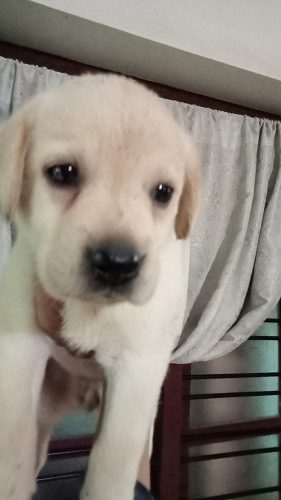 Lab for sale