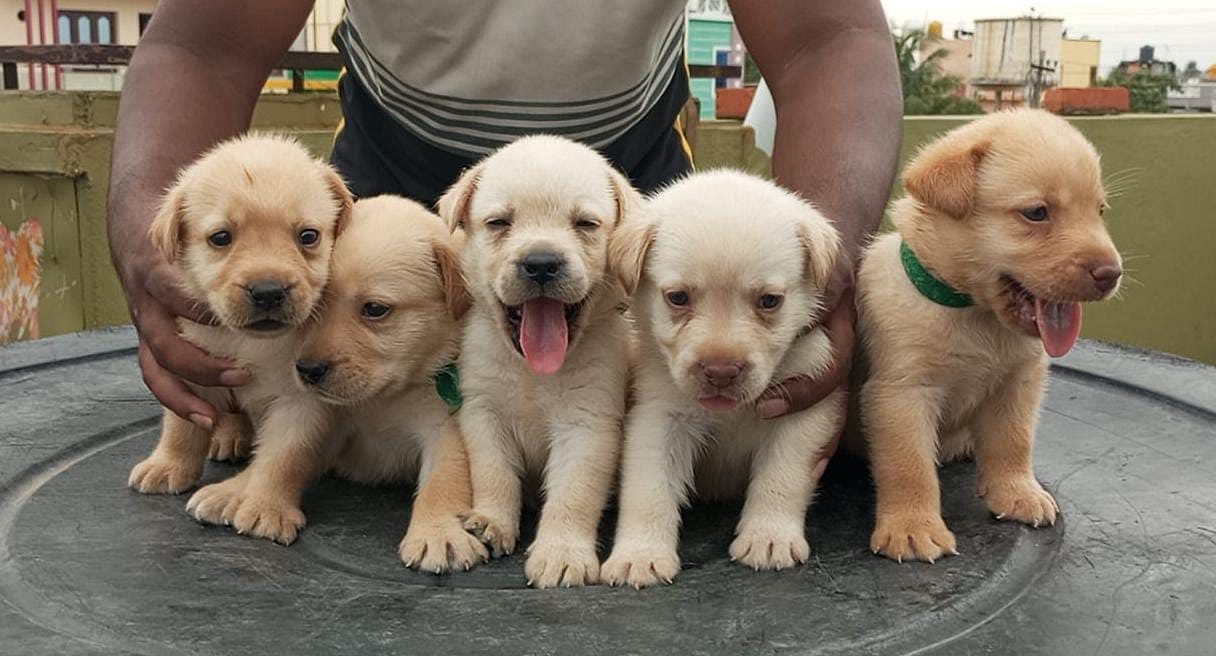 Lab male and female puppies available