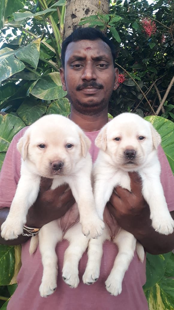 Lab male and female puppies available