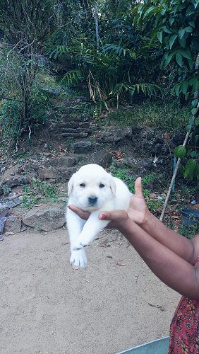 Lab pappy's available