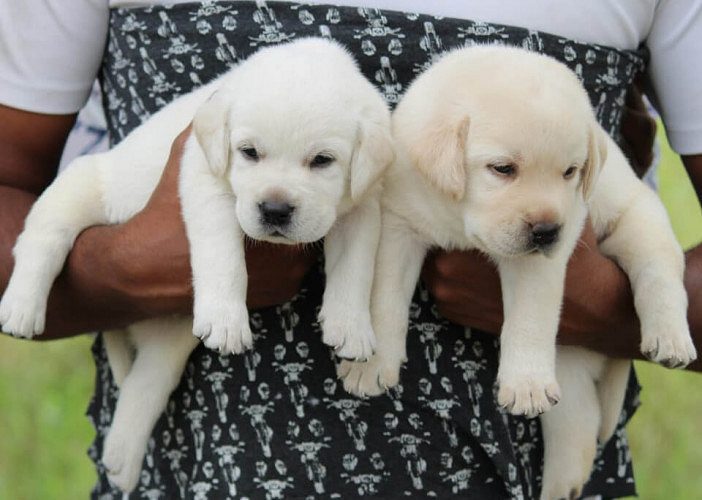 Lab puppies 9047773374