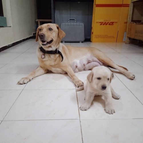 Lab Puppies for sale 9047773374