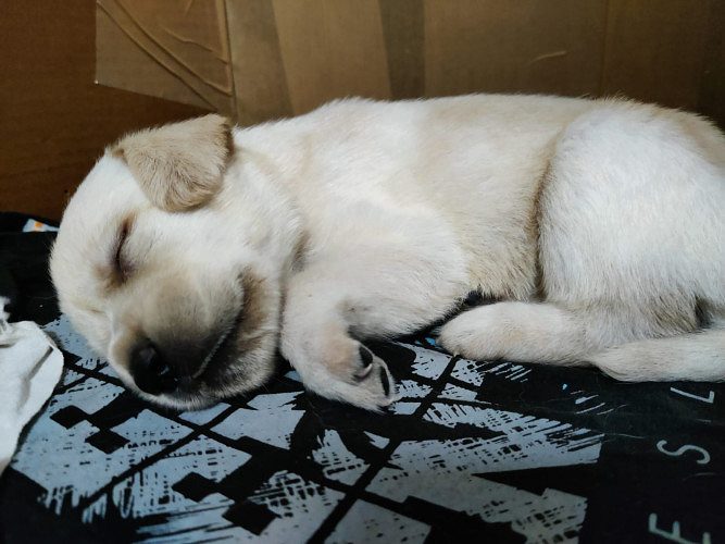 Lab puppies for Sale (9440267945)