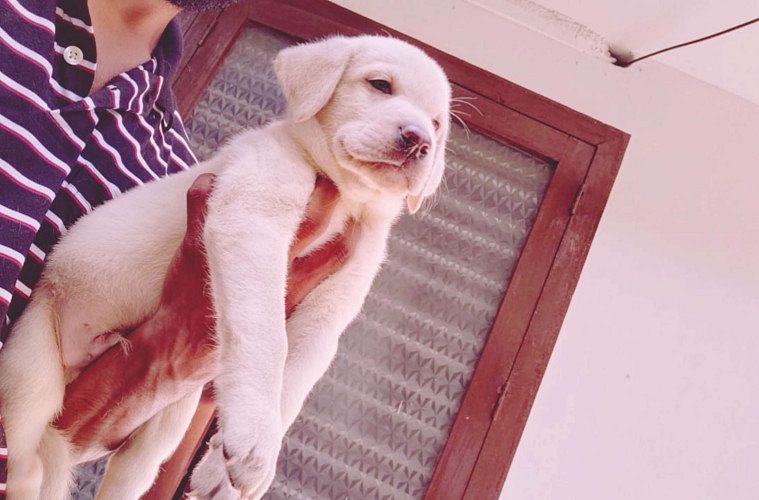 lab puppies available