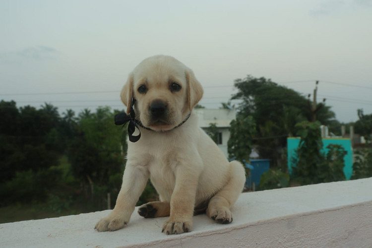 Lab PUPPIES available in Chennai