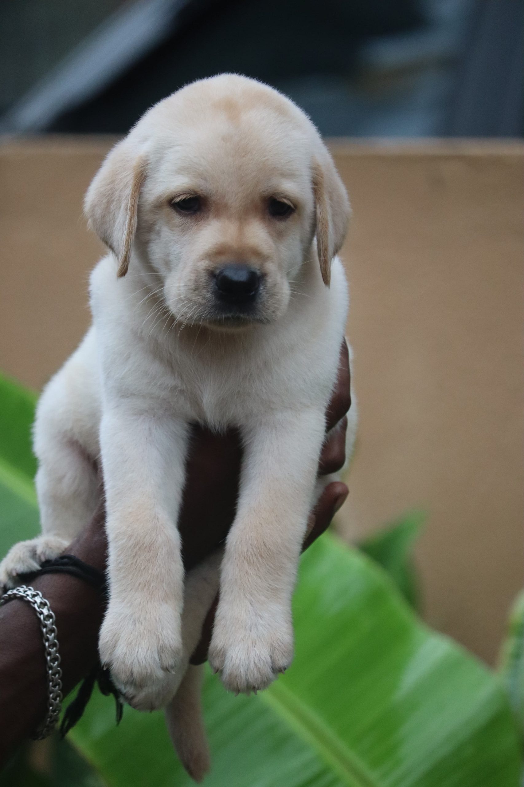 Lab puppies available in Chennai