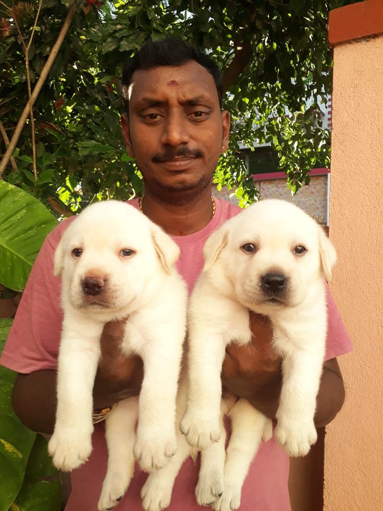 Lab PUPPIES available in Chennai