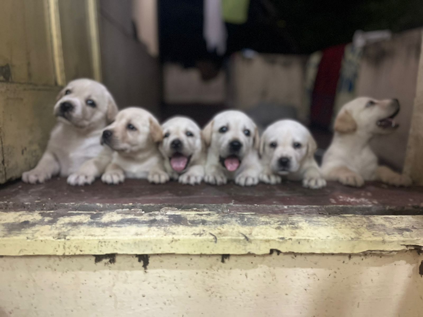 Lab PUPPIES available in Chennai