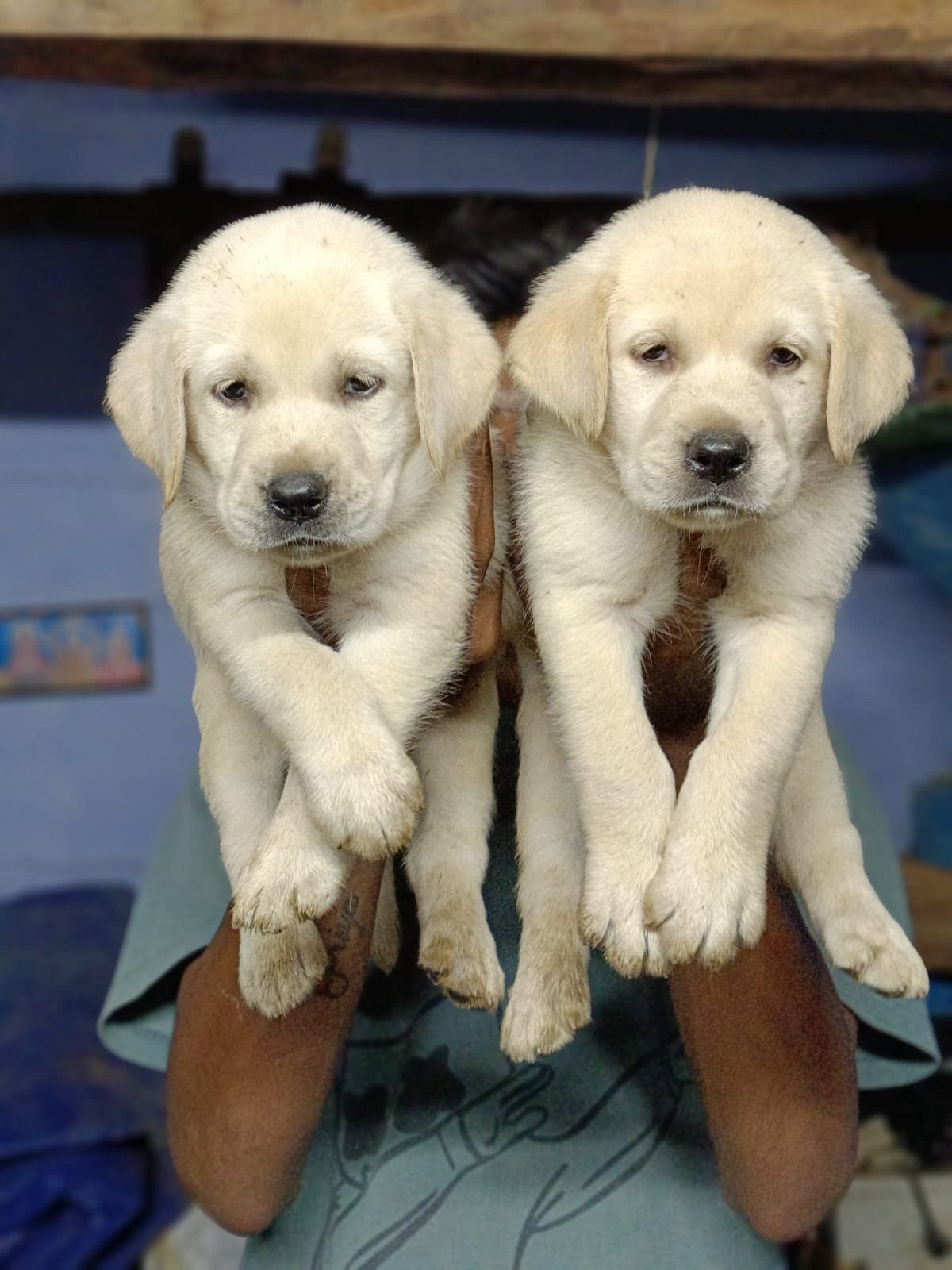 Lab PUPPIES available in Chennai