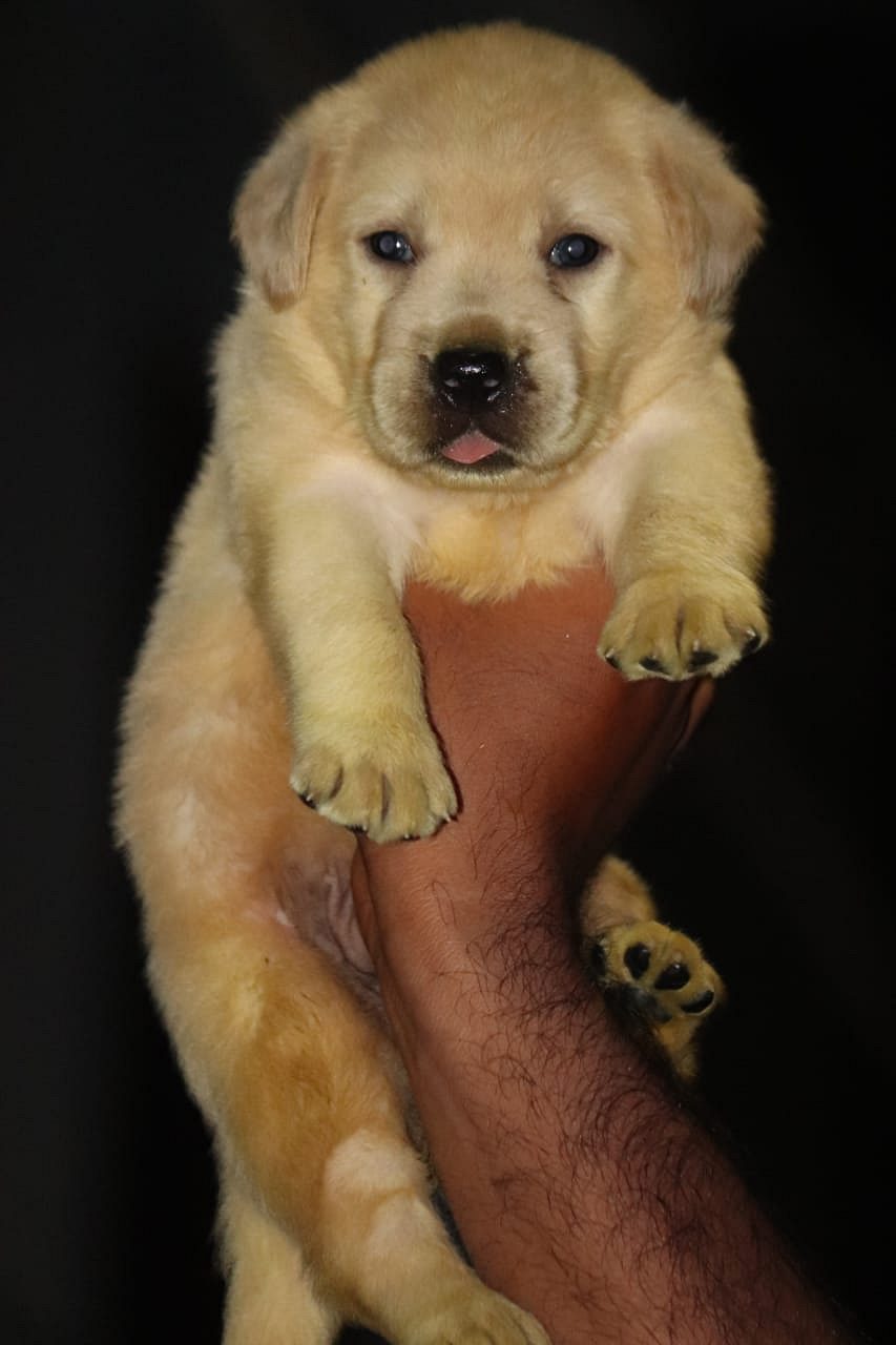 Lab PUPPIES available in Chennai