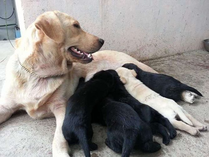 lab puppies black nd creame for sale