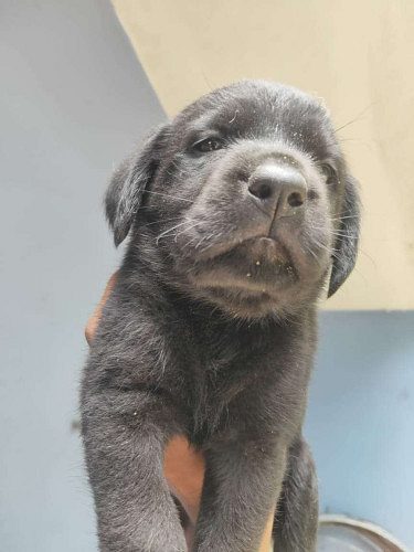 lab puppies for sale