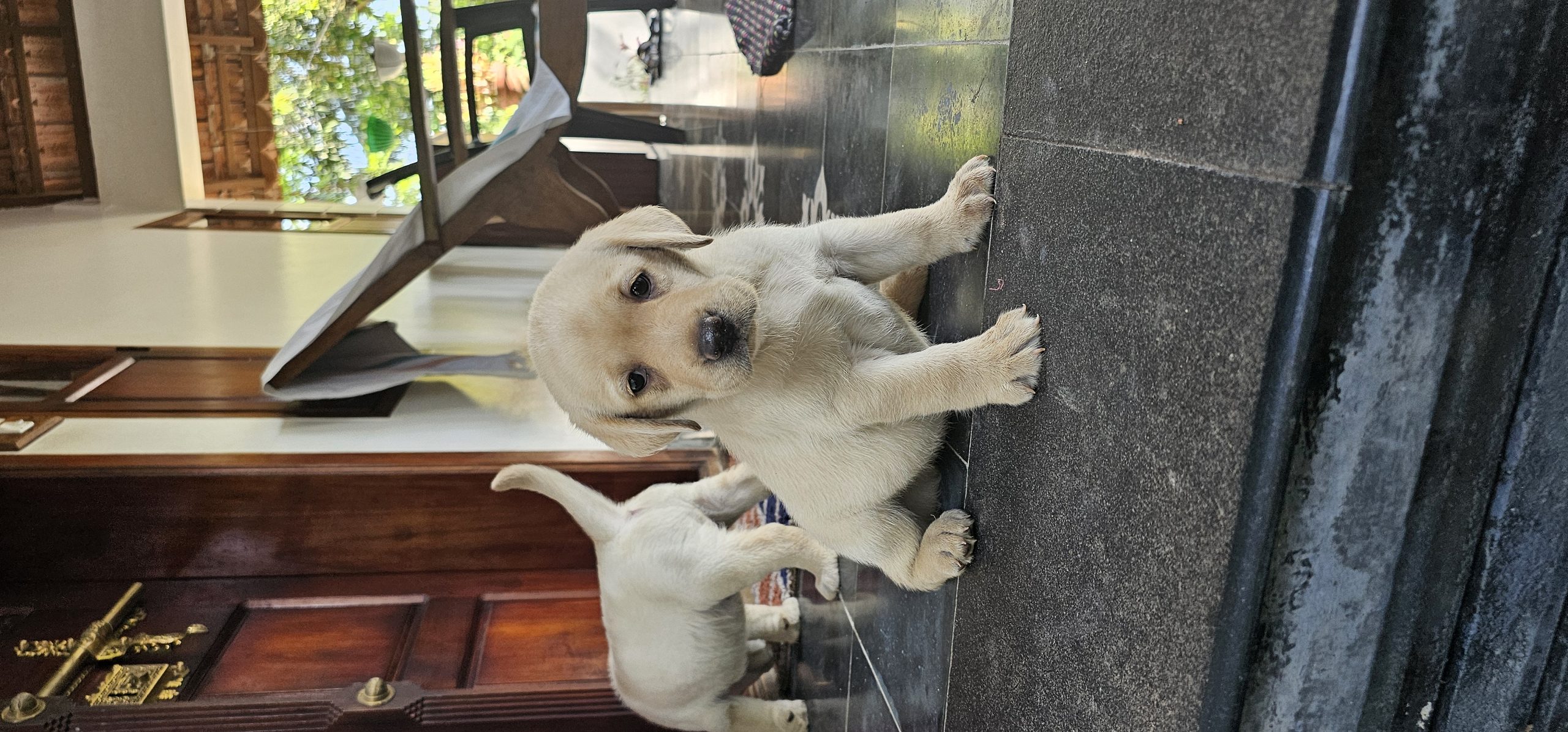 Lab puppies