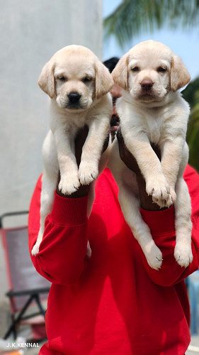 lab puppies