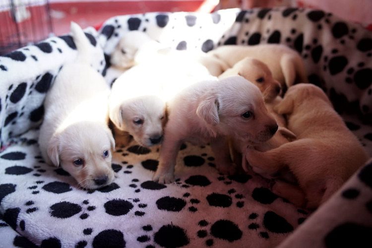 Lab Puppy's 30Day's Old