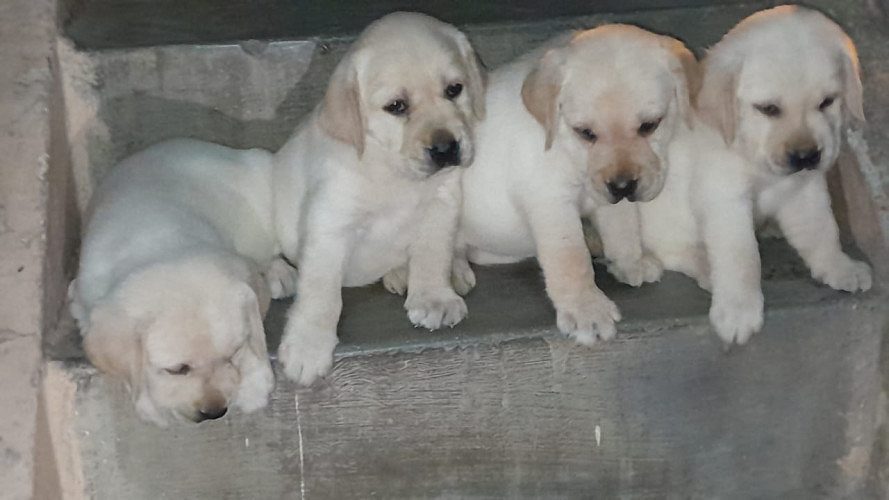 Lab puppy available