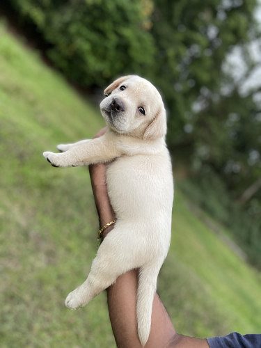 Lab puppy available with KCI