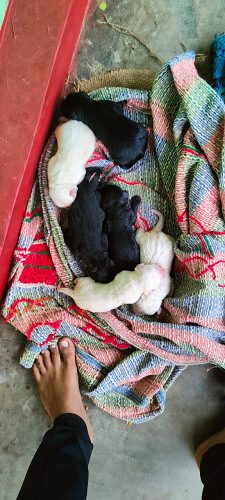 Lab puppy s