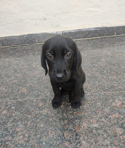 Lab puppy