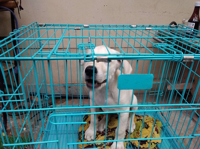 Lab puppy male 