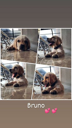 Lab Puppy - 4 Month Old Full Vaccinated