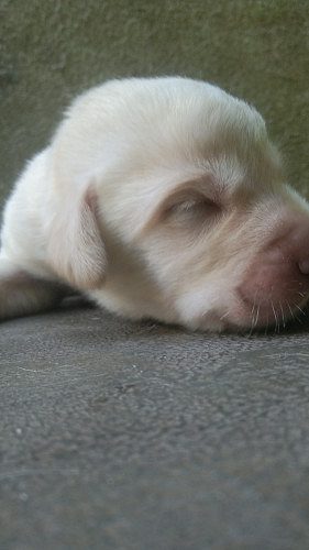 Lab puppys