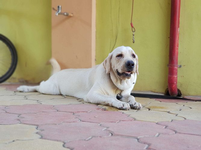 Lab Retriever Male with original champions Blood line