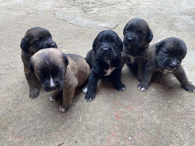 Labbernard puppies for sale 20 days