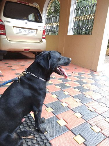 Labrador adult male 2 years old