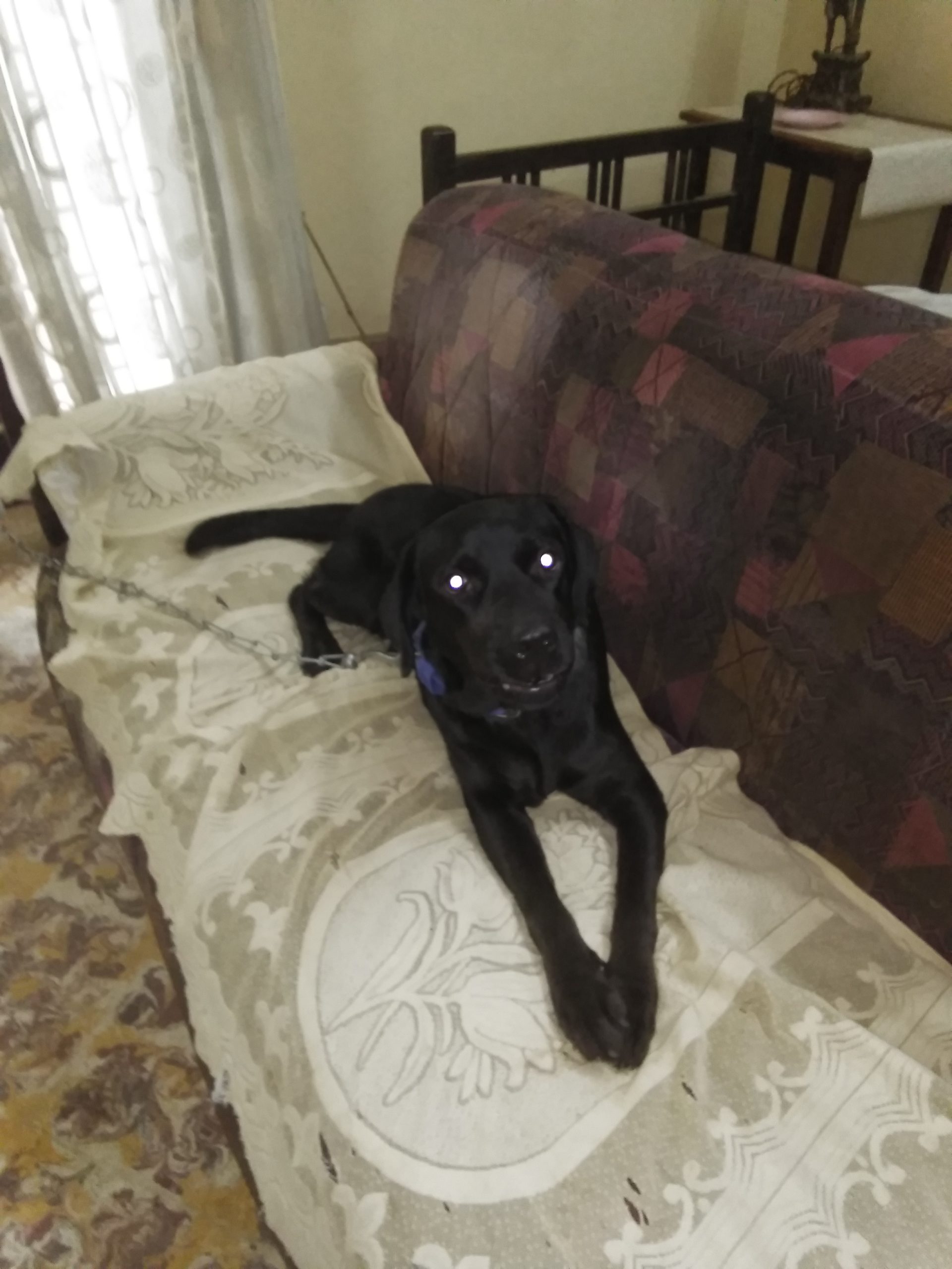 Labrador black female for sale
