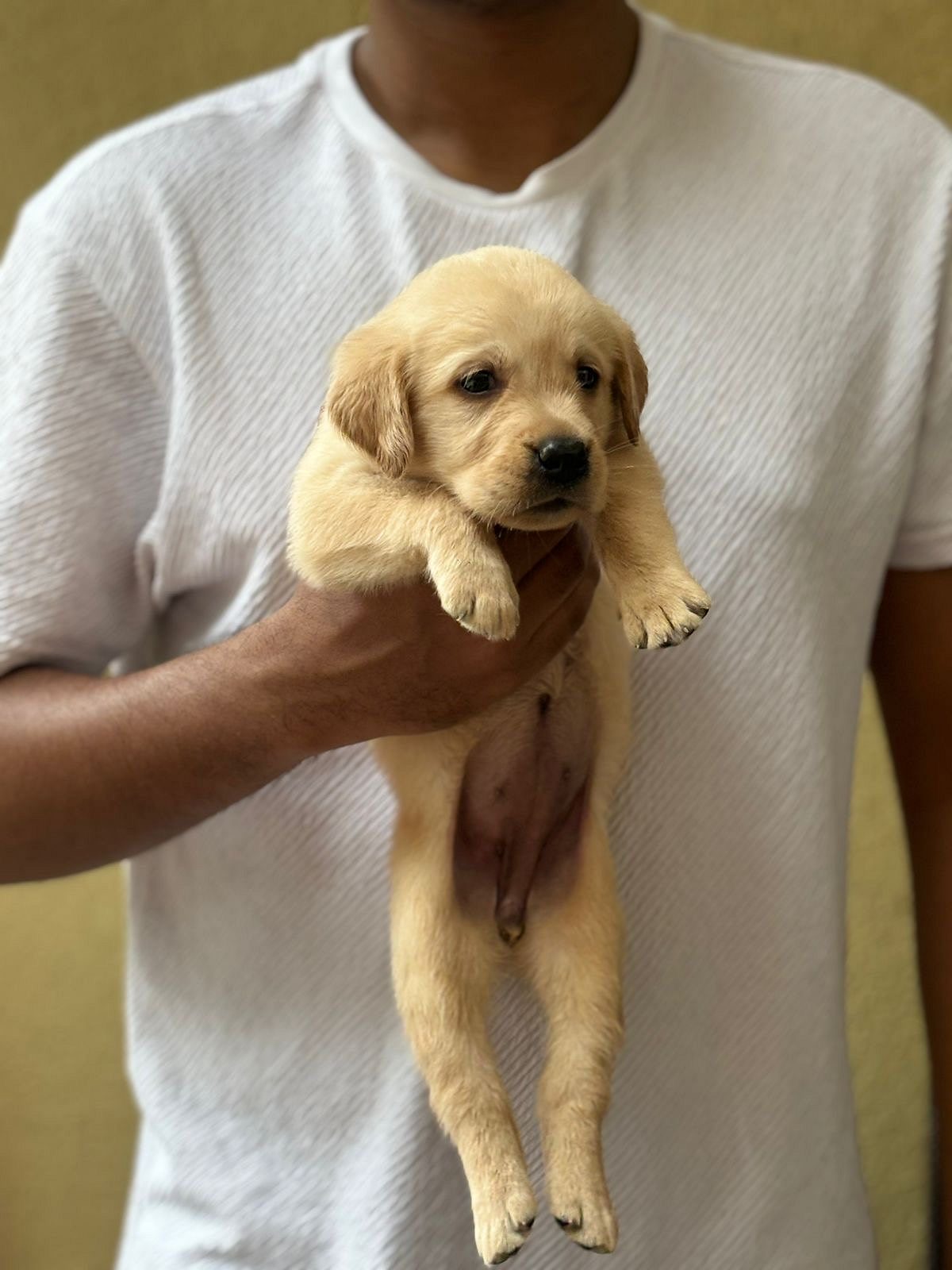 Labrador champion bloodline