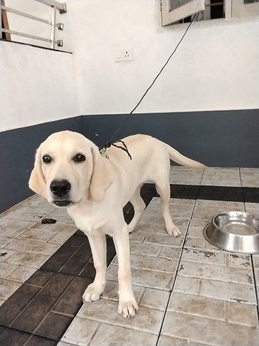 Labrador champion breed 5 months old