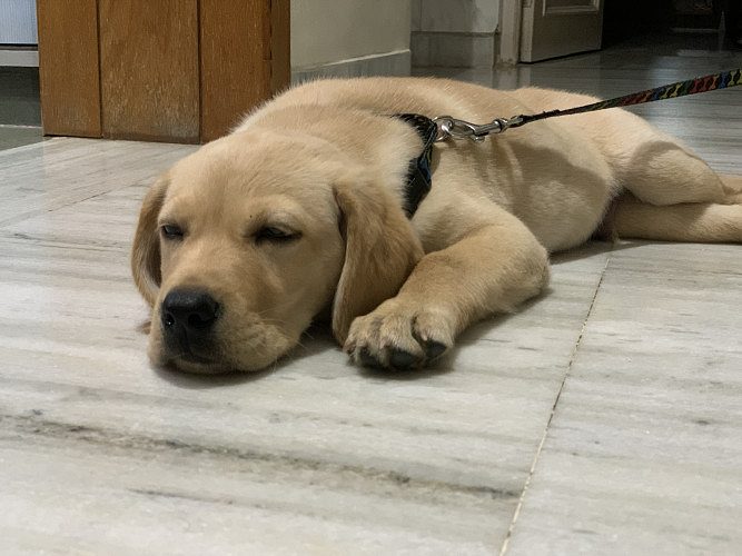 Labrador dog for sale