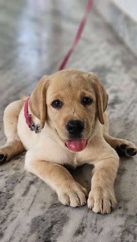 Labrador dog