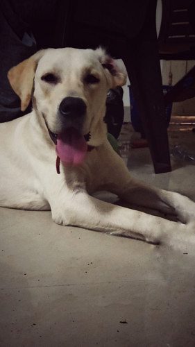 Labrador Dog
