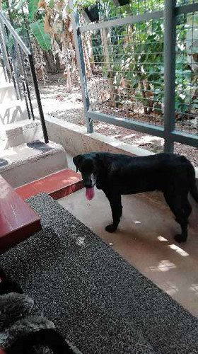 Labrador dog