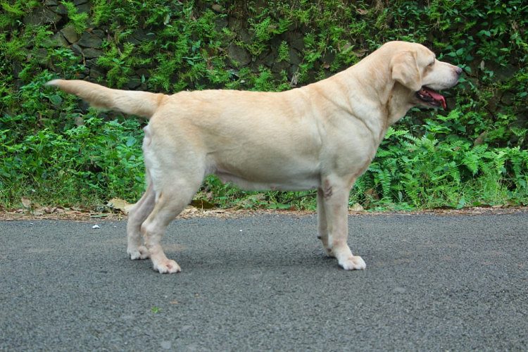 Labrador Dog For Sale