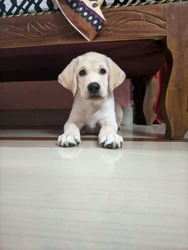 Labrador