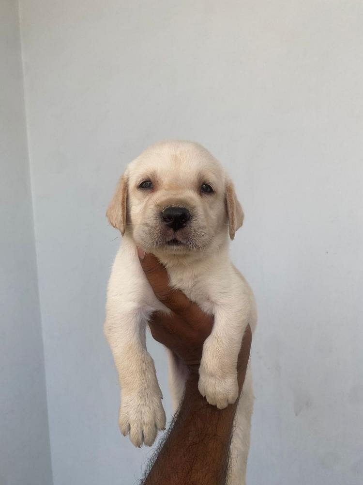 Labrador