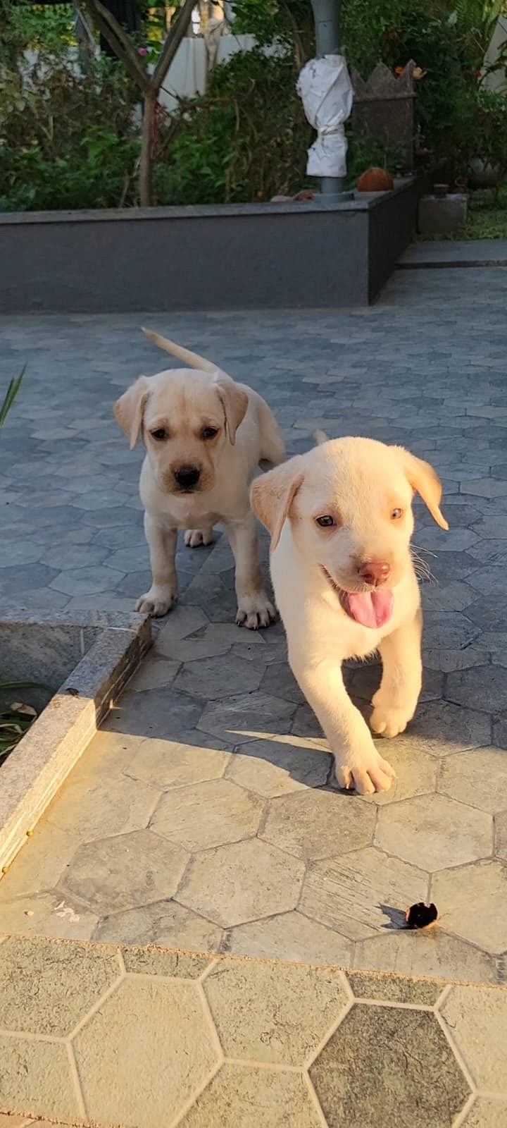 labrador dogs