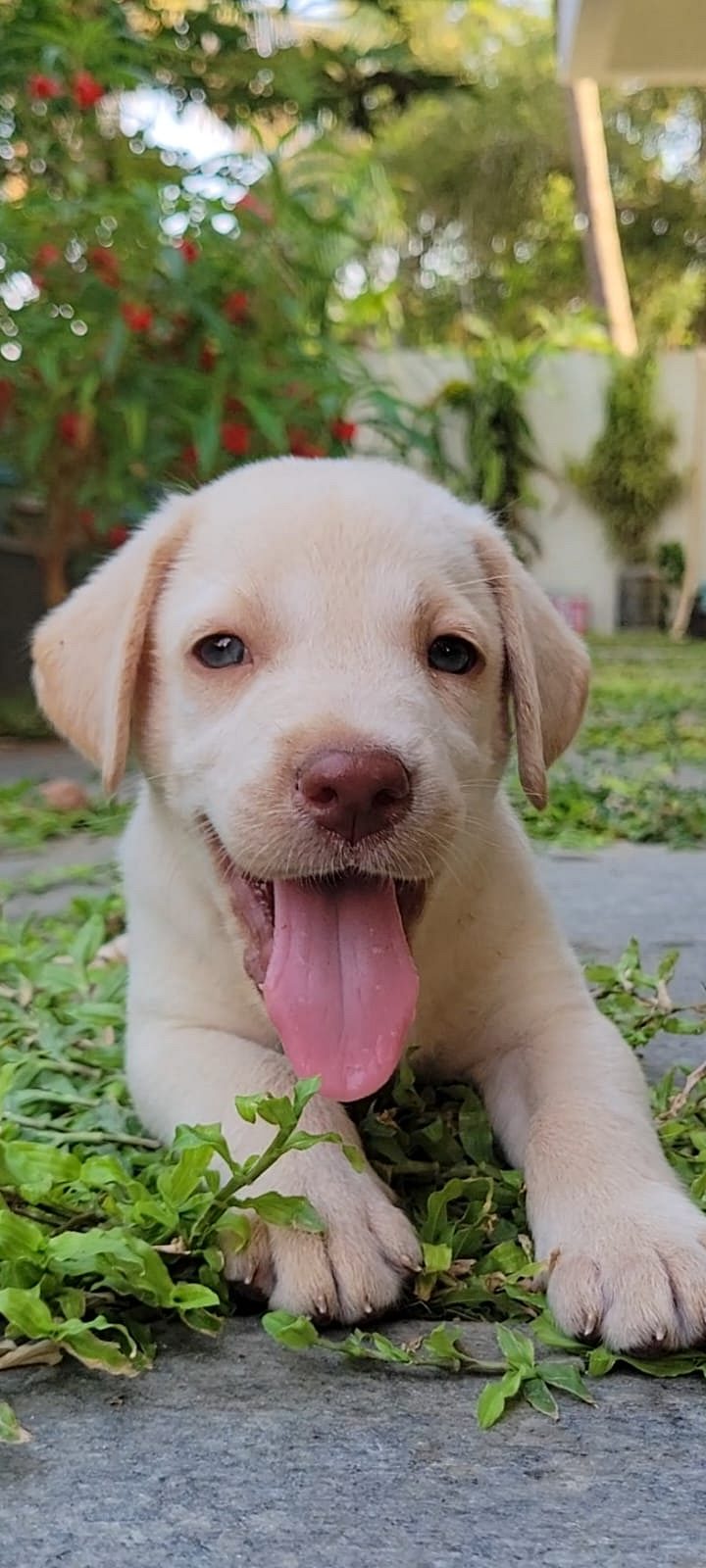 labrador