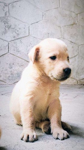 labrador for Sale