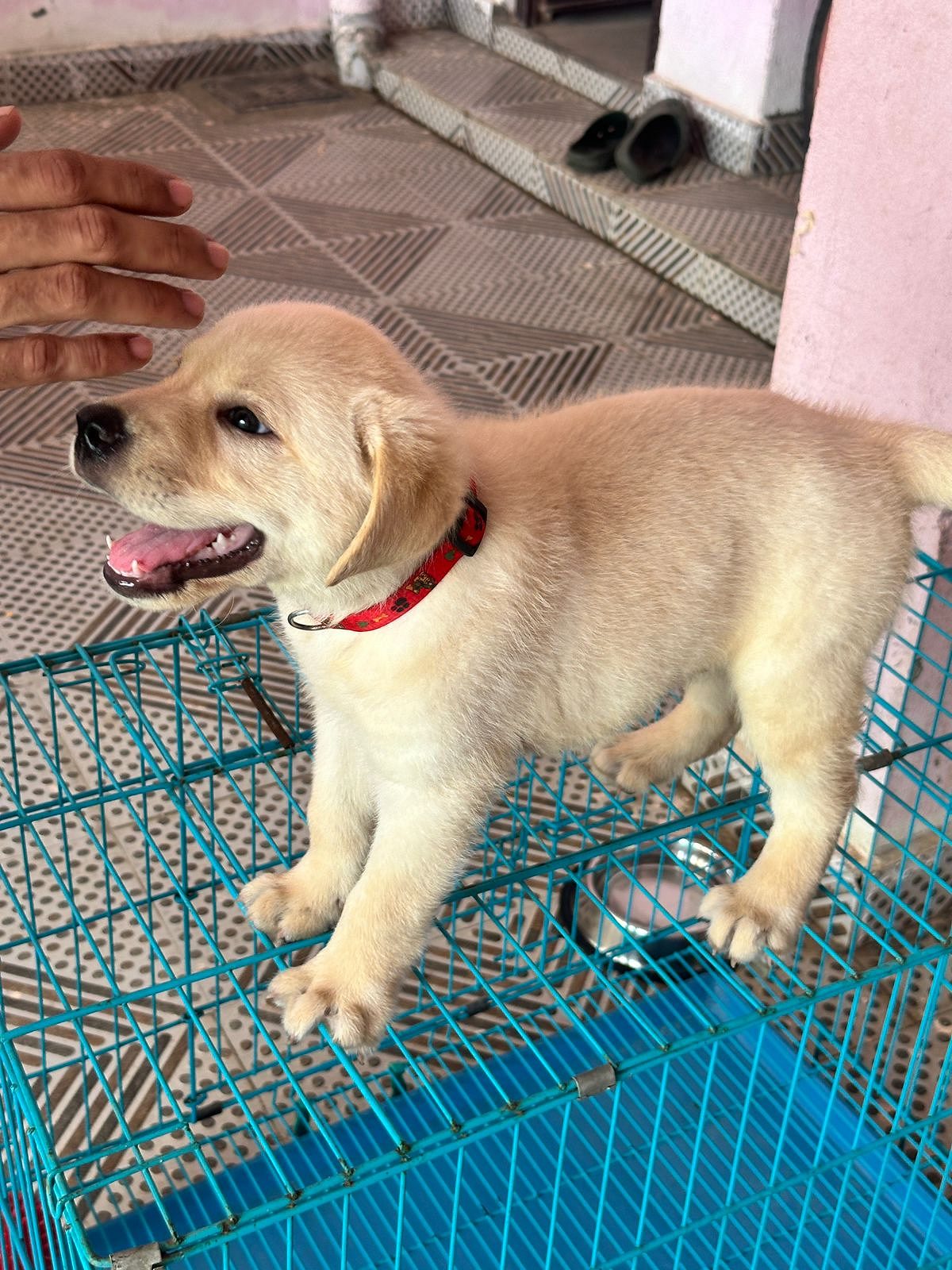 Labrador